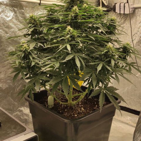 Auto Og Kush growlog timeline photo