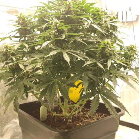 Auto Og Kush growlog timeline photo