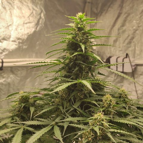Auto Og Kush growlog timeline photo