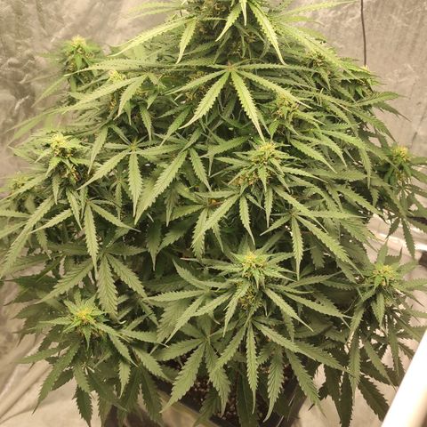 Auto Og Kush growlog timeline photo