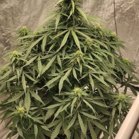 Auto Og Kush growlog timeline photo