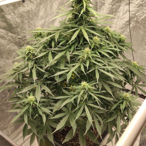 Auto Og Kush growlog timeline photo