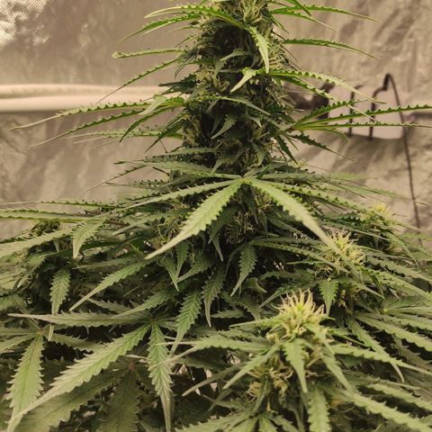 Auto Og Kush growlog timeline photo