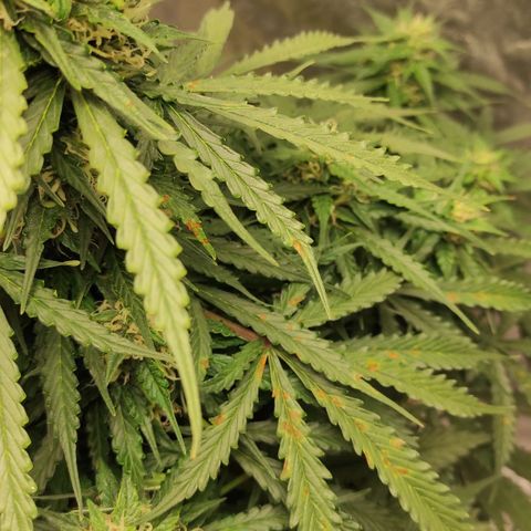 Auto Og Kush growlog timeline photo