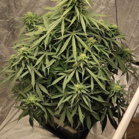 Auto Og Kush growlog timeline photo