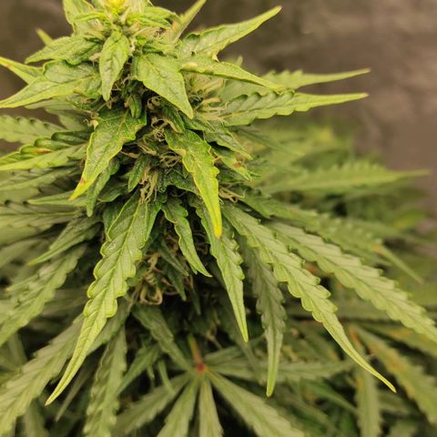 Auto Og Kush growlog timeline photo