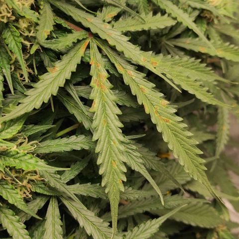 Auto Og Kush growlog timeline photo
