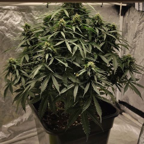 Auto Og Kush growlog timeline photo