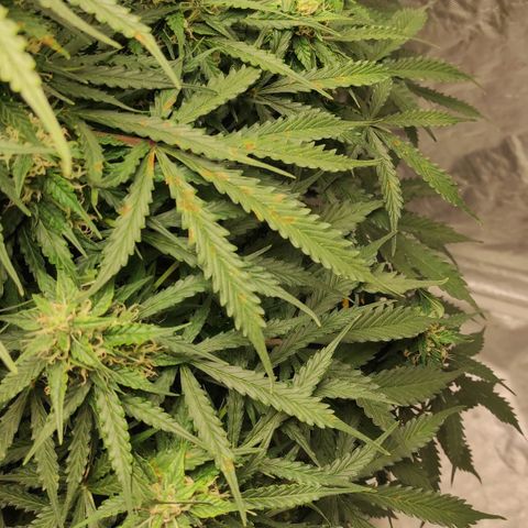 Auto Og Kush growlog timeline photo