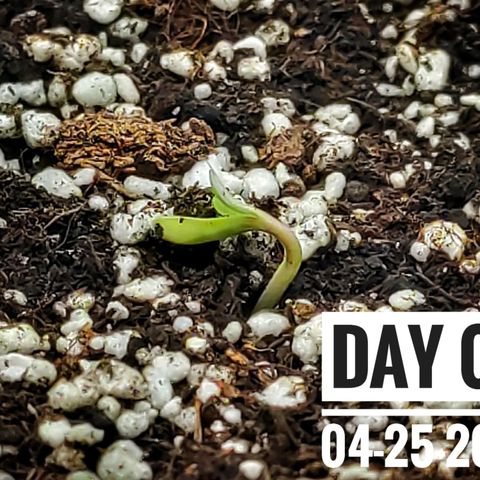Strawberry Banana growlog photo: - 9:00pm noticed she had sprouted out from soil