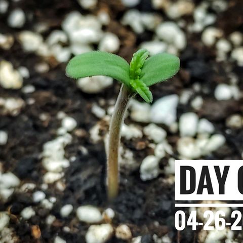Strawberry Banana growlog photo: - 8:15am