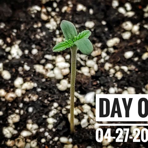 Strawberry Banana growlog photo: - 5:00am
