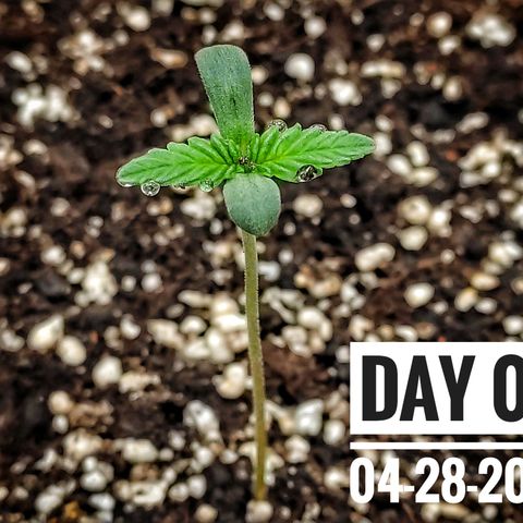 Strawberry Banana growlog photo: - 7:20am