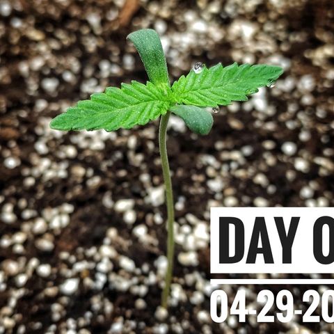 Strawberry Banana growlog photo: - 6:00pm