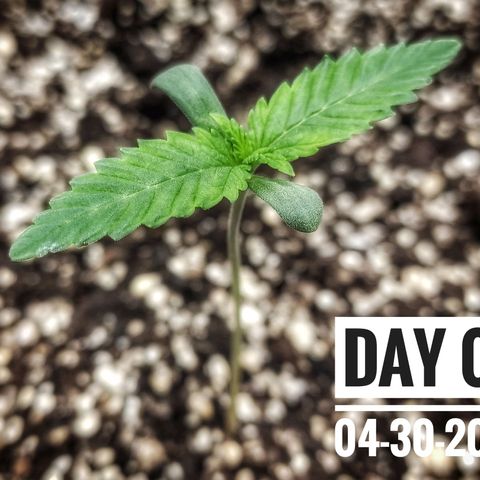 Strawberry Banana growlog photo: - 9:30pm
