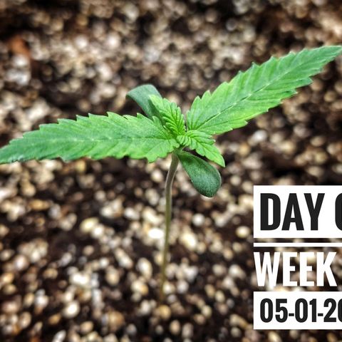 Strawberry Banana growlog photo: - 5:00pm