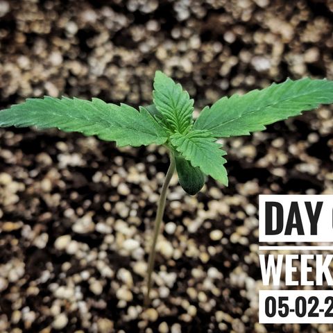 Strawberry Banana growlog photo: - 5:30pm