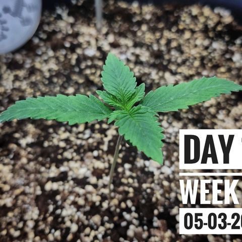 Strawberry Banana growlog photo: - 8:00pm