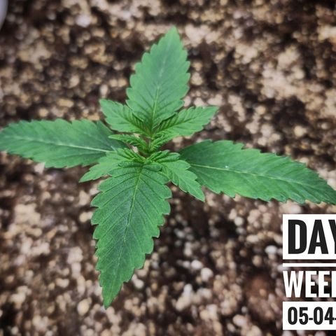 Strawberry Banana growlog photo: - 8:30pm