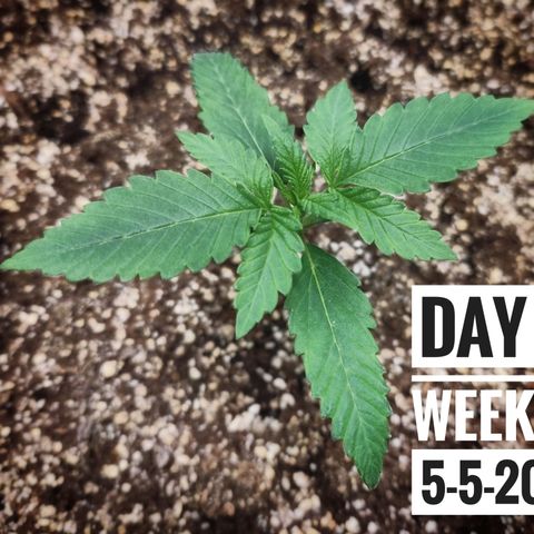 Strawberry Banana growlog photo: - 7:30pm