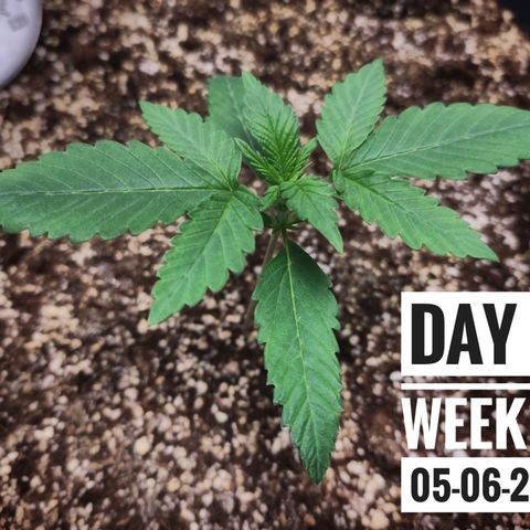 Strawberry Banana growlog photo: - 5:30pm