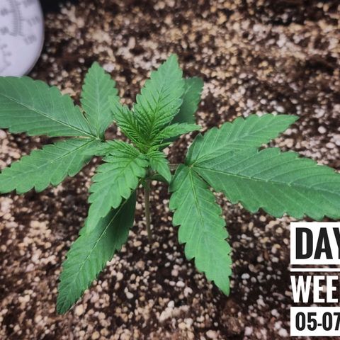 Strawberry Banana growlog photo: - 5:00pm