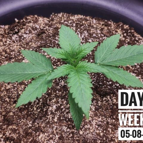 Strawberry Banana growlog photo: - 5:30pm