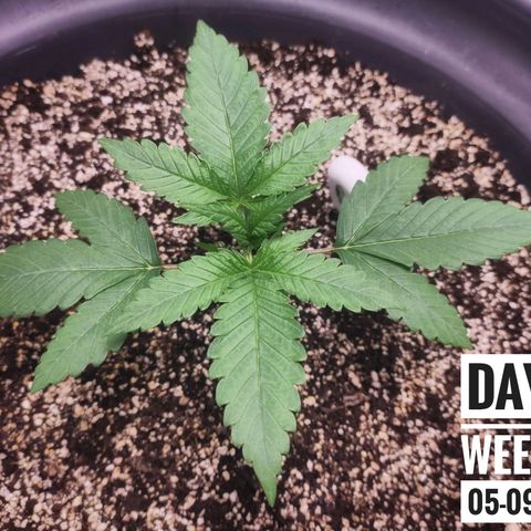 Strawberry Banana growlog photo: - 5:30pm
