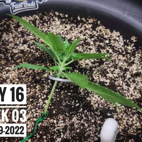 Strawberry Banana growlog photo: - 8:30pm