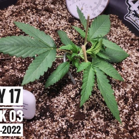 Strawberry Banana growlog photo: - 5:30pm