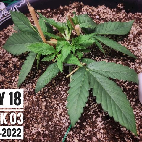 Strawberry Banana growlog photo: - 8:30pm