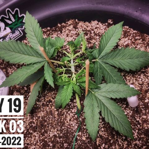 Strawberry Banana growlog photo: - 5:30pm