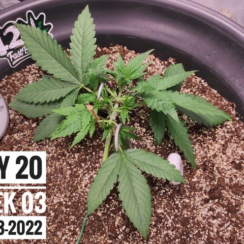 Strawberry Banana growlog photo: - 5:45pm

* Adjusting LST pegs
* Trimmed bottom nodes off