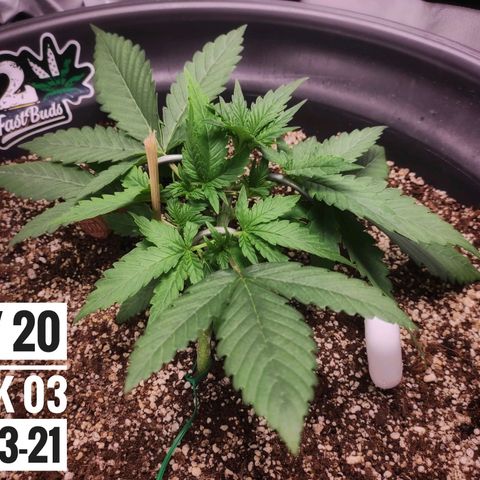 Strawberry Banana growlog photo: - 5:30pm