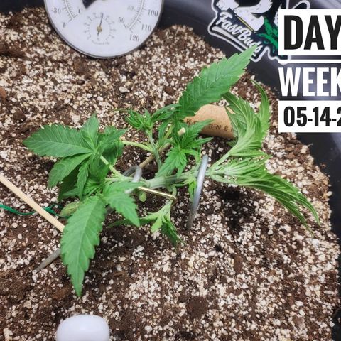Strawberry Banana growlog photo: - 8:00am

* Defoliation