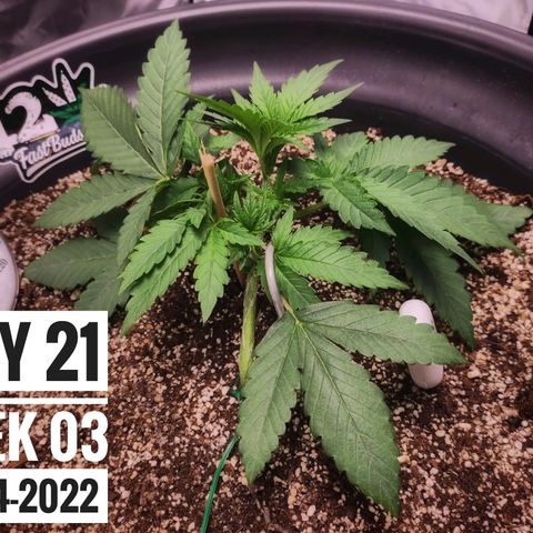 Strawberry Banana growlog photo: - 8:00am