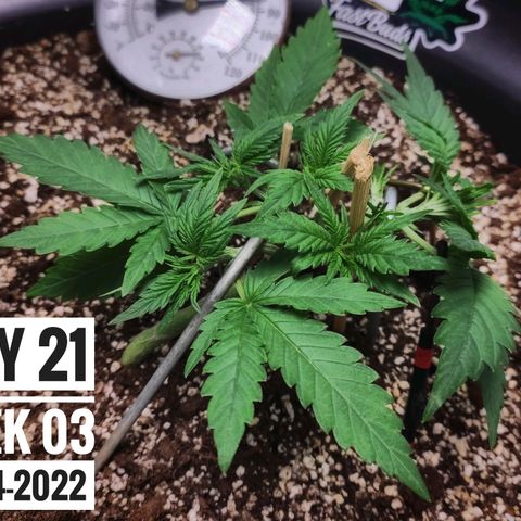 Strawberry Banana growlog photo: - 5:30pm

* the recovery since this mornings defoliation & LST is amazing.