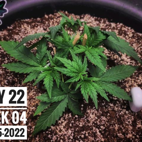 Strawberry Banana growlog photo: - 7:00pm