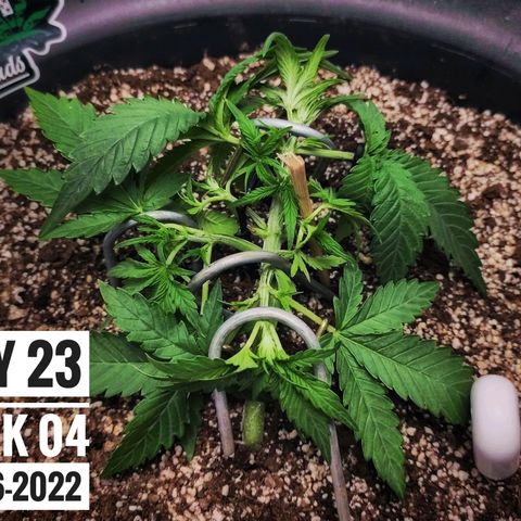 Strawberry Banana growlog photo: - 7:15am

* more LST 🏋️‍♂️