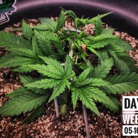 Strawberry Banana growlog photo: - 5:30pm