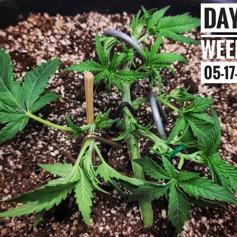 Strawberry Banana growlog photo: - 6:15am