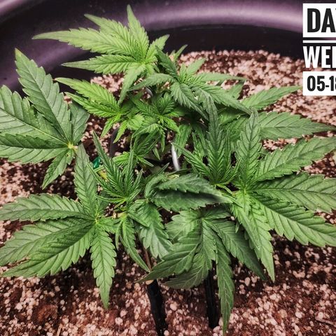 Strawberry Banana growlog photo: - 7:00pm