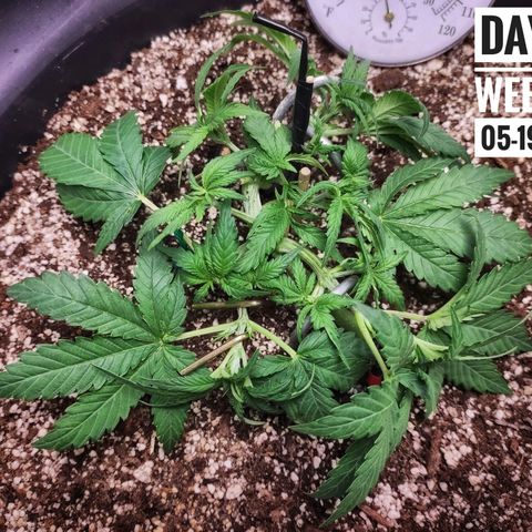 Strawberry Banana growlog photo: - 8:00pm