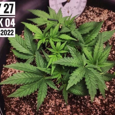 Strawberry Banana growlog photo: - 5:30pm