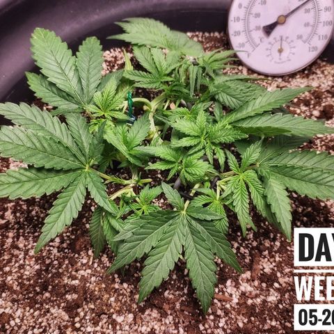 Strawberry Banana growlog photo: - 11:00pm