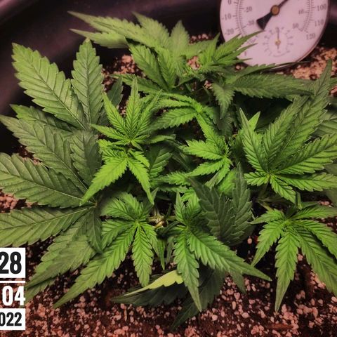 Strawberry Banana growlog photo: - 7:00am