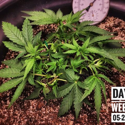 Strawberry Banana growlog photo: - 7:00pm