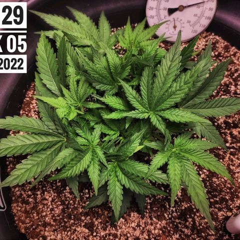 Strawberry Banana growlog photo: - 3:30pm
