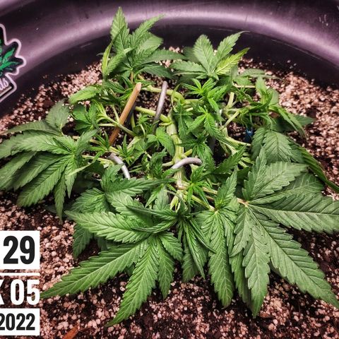 Strawberry Banana growlog photo: - 4:30pm