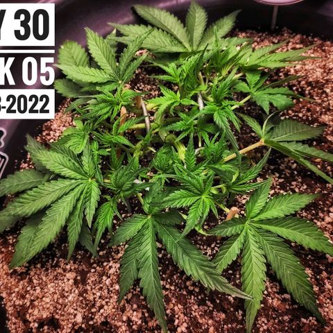 Strawberry Banana growlog photo: - 7:45am

* gave her a defoliation as was getting bushy & covering crucial areas that need light.